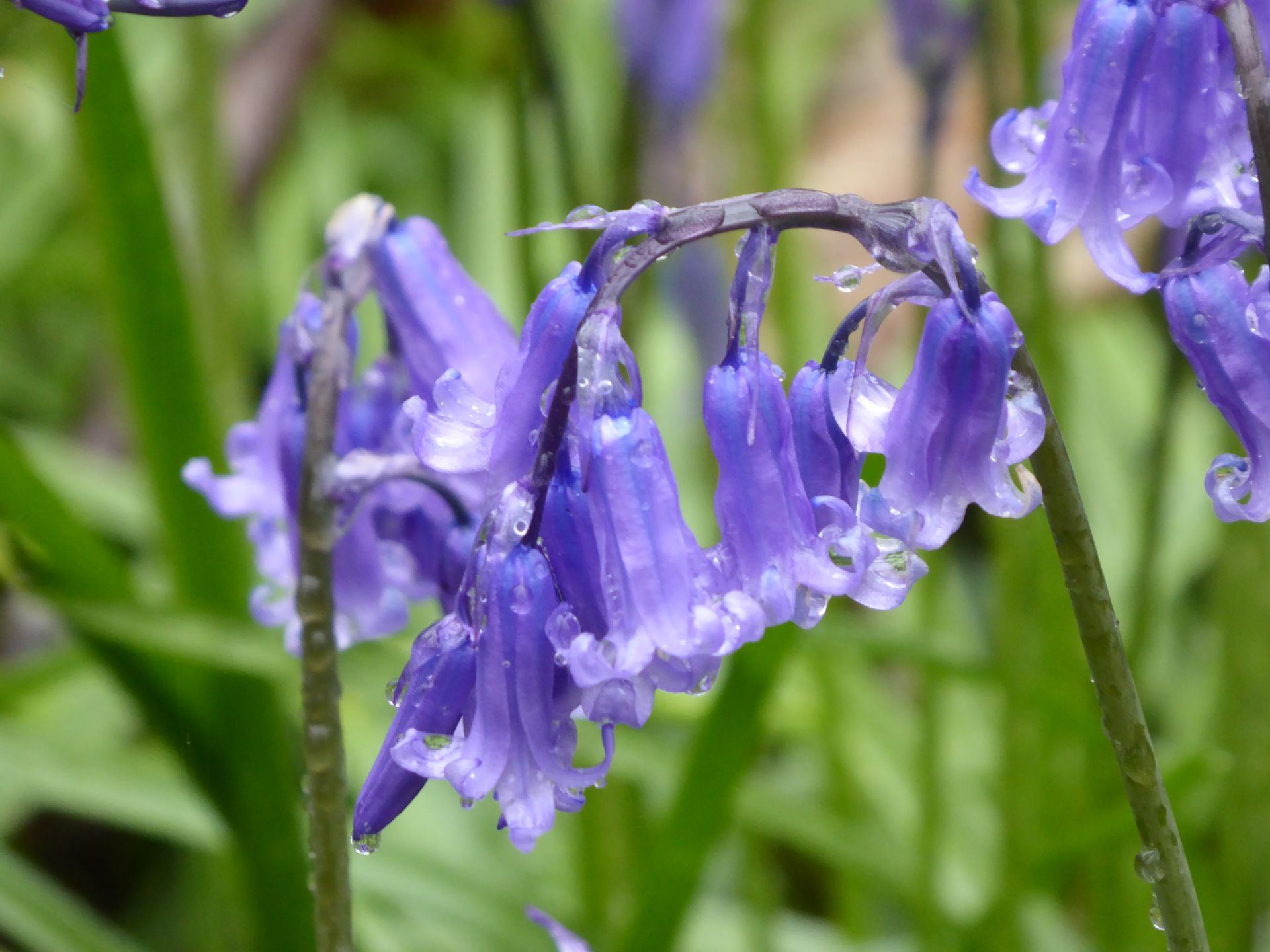 Bluebell